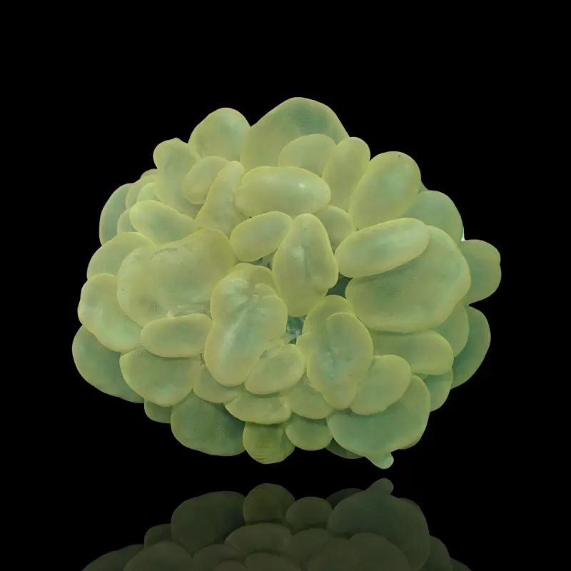 Plerogyra Sinuosa Green L size