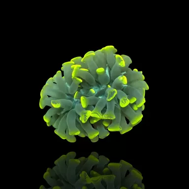 Euphyllia Paraancora Ultra Green Tips M Size
