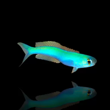 hoplolatilus chlupatyi