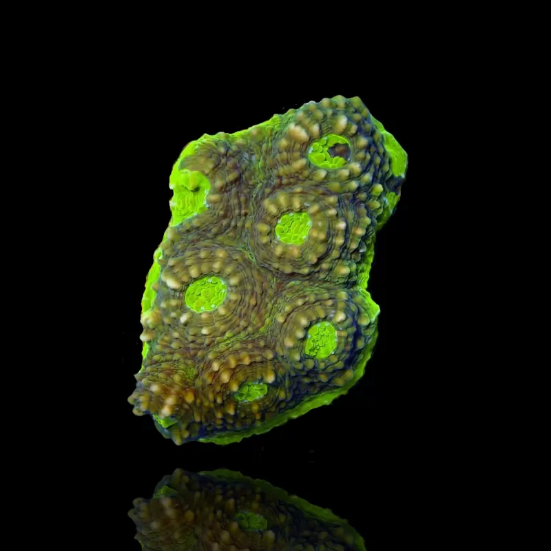 Echinophyllia sp. Kaufen Sie sortierte Farben S-Größe (frag) | Coralandfishstore.nl