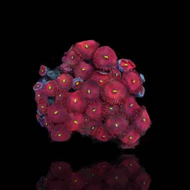 Menschenfresser Roter Zoanthus| Coralandfishstore.nl