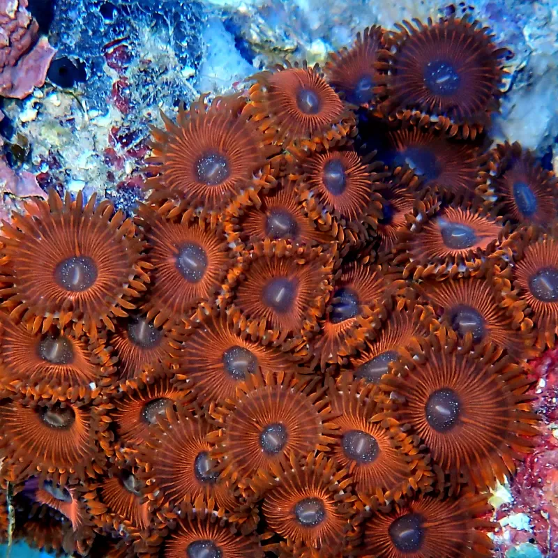 People Eaters Red Zoanthus| Coralandfishstore.nl