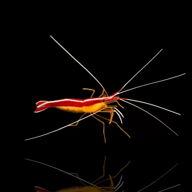 Lysmata Amboinensis Putzergarnele Putzergarnele