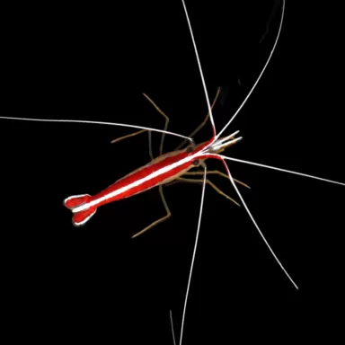 Lysmata Amboinensis Putzergarnele Putzergarnele