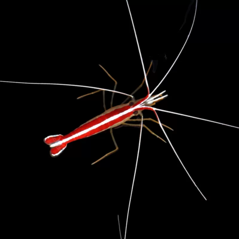 Lysmata Amboinensis Putzergarnele Putzergarnele