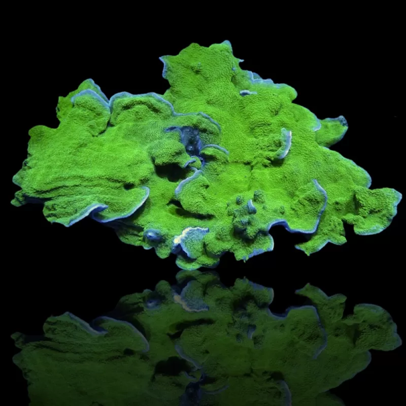 Montipora Green  kopen | Coralandfishstore.nl