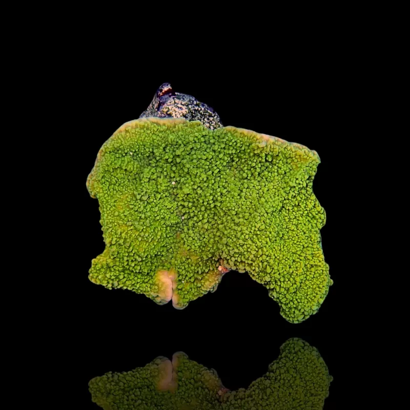 Kaufen Sie Montipora Green  | Coralandfishstore.nl