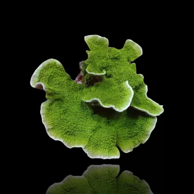 Kaufen Sie Montipora Green  | Coralandfishstore.nl