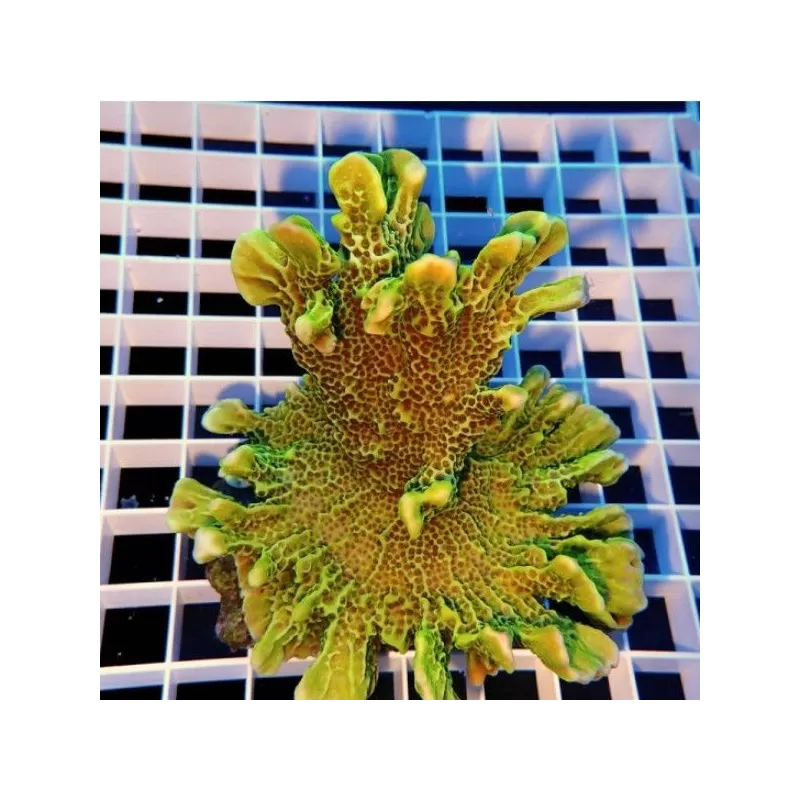 Montipora Confusa Green 7 14 cm