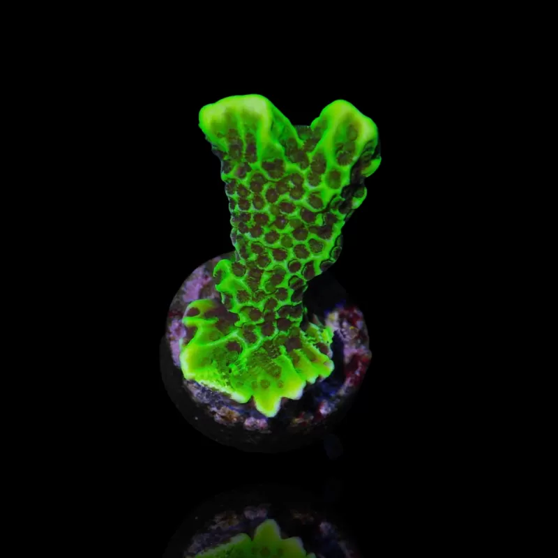 Montipora Confusa Green  | Coralandfishstore.nl