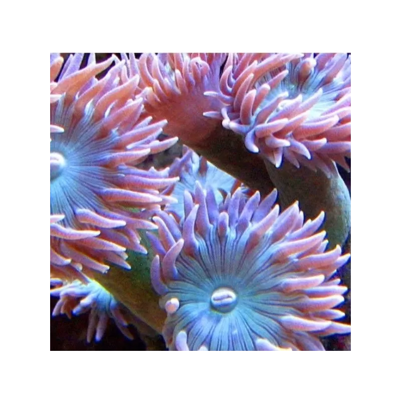 Duncanopsammia axifuga frag coral M australie