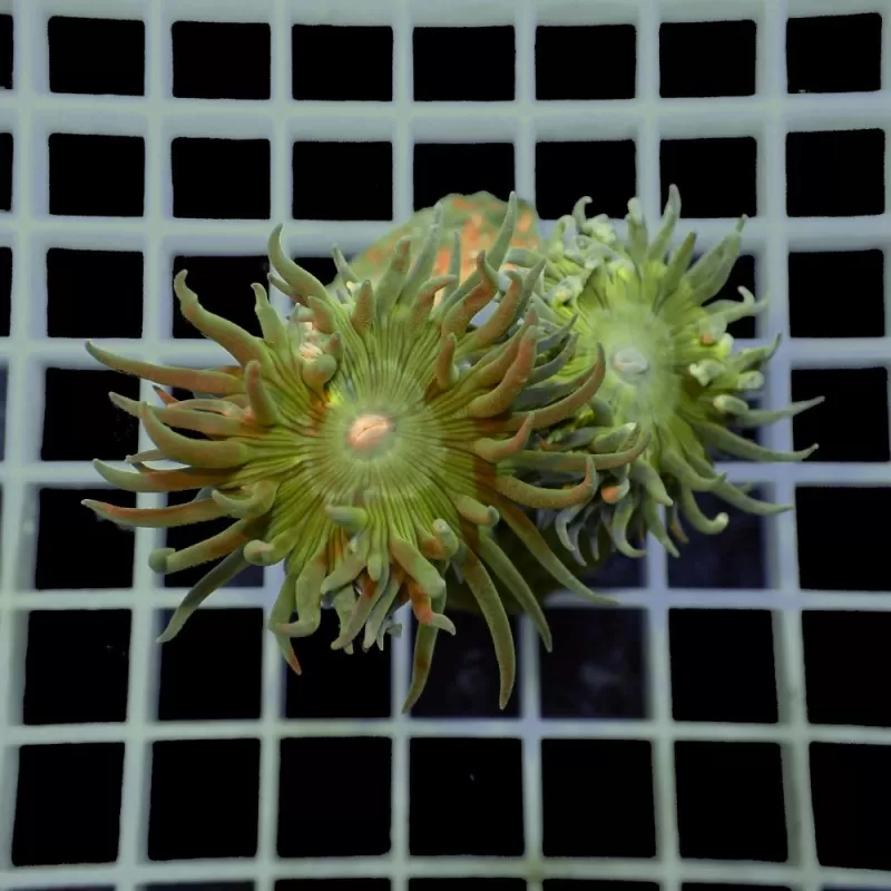 Duncanopsammia axifuga frag coral M australie