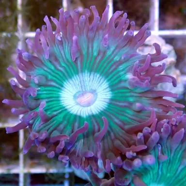 Duncanopsammia axifuga frag coral M australie