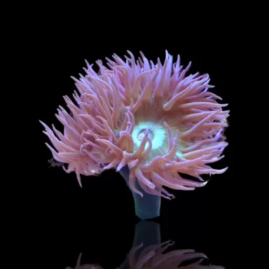 Duncanopsammia axifuga frag coral M australie