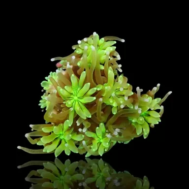 Galaxea fascicularis spp S/M size