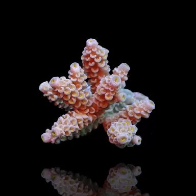 Acropora sp Mix S Size