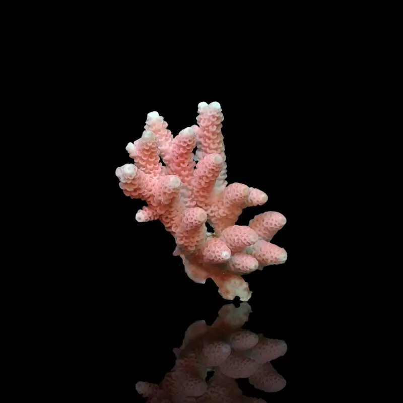 Acropora sp Mix S Size