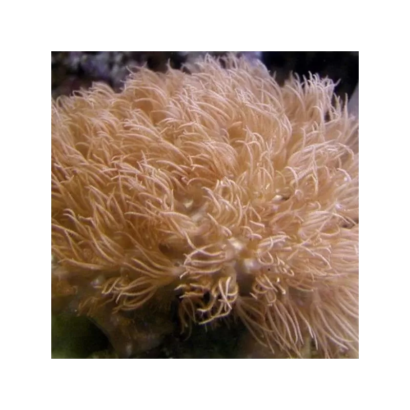 Erythropodium Caribaeorum S-size