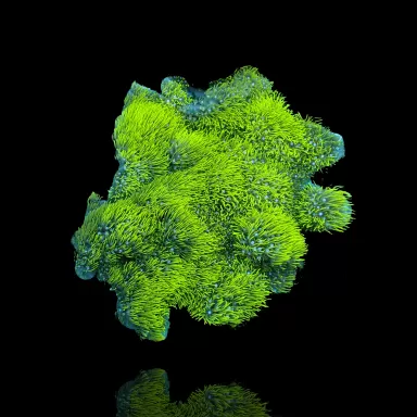 Briareum sp Green Tiny Frag bestellen? l Coralandfishstore.nl