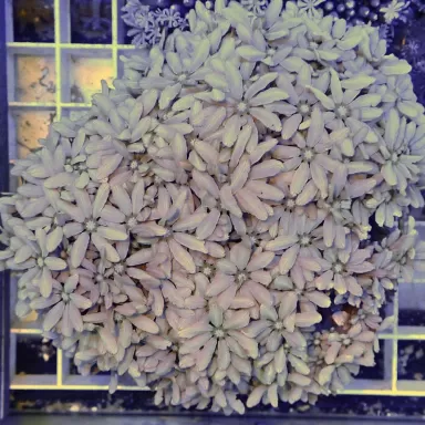 Tubipora Musica sp M size