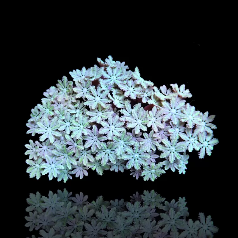 Tubipora Musica sp  kopen | Coralandfishstore.nl