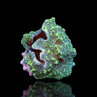 Montipora Undata bestellen? l Coralandfishstore.nl