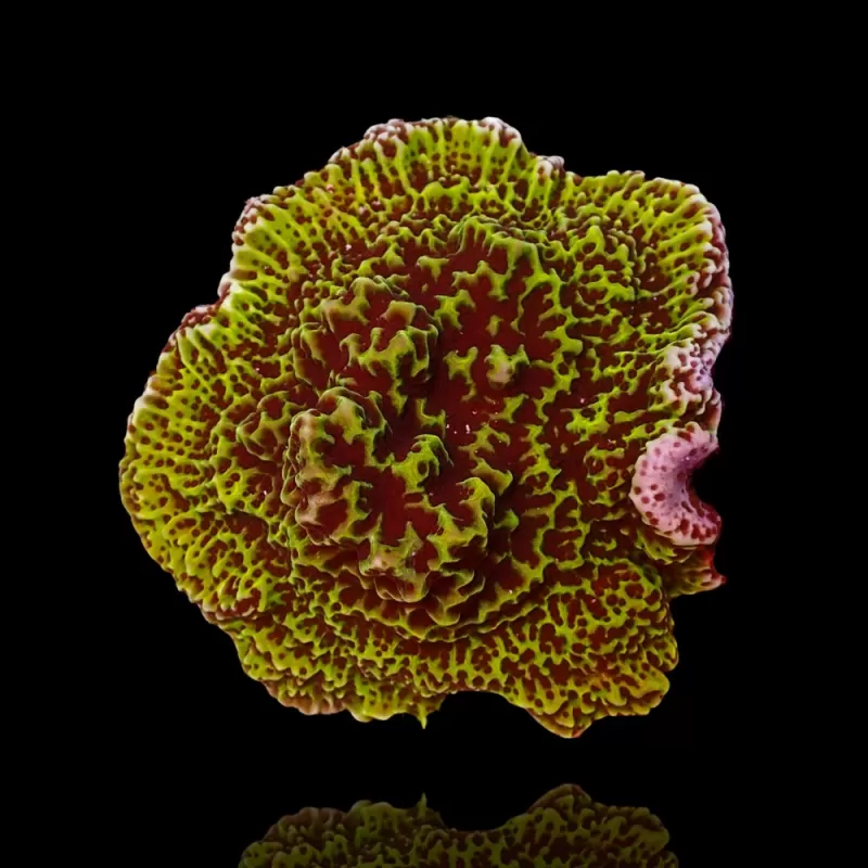 Montipora Undata bestellen? l Coralandfishstore.nl
