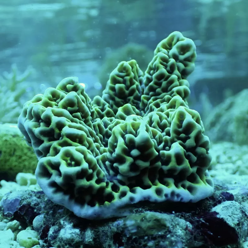 Montipora Undata bestellen ? l Coralandfishstore.nl