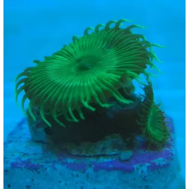 Palythoa Green Frag