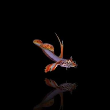 Discordipinna griessingeri - Stachelflossengrundel