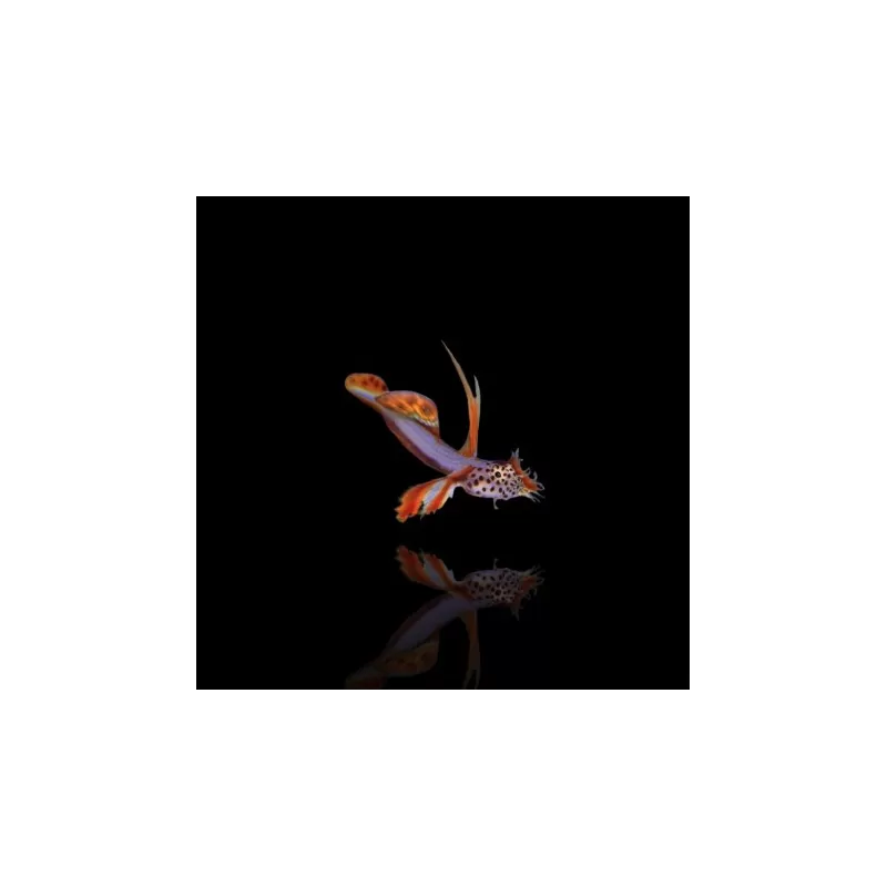 Discordipinna griessingeri - Stachelflossengrundel