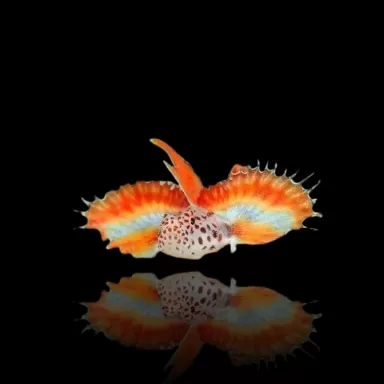 Discordipinna griessingeri - Stachelflossengrundel