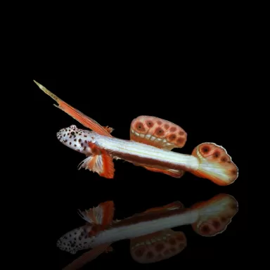 Discordipinna griessingeri - Stachelflossengrundel