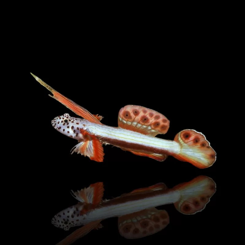 Discordipinna griessingeri - Stachelflossengrundel