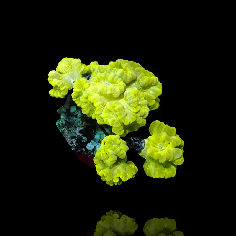 Caulastrea sp. Tiny Frag