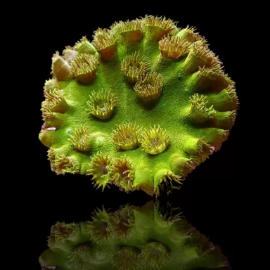 Kaufen Sie Turbinaria Peltata Große Polypen S-Größe | Coralandfishstore.nl