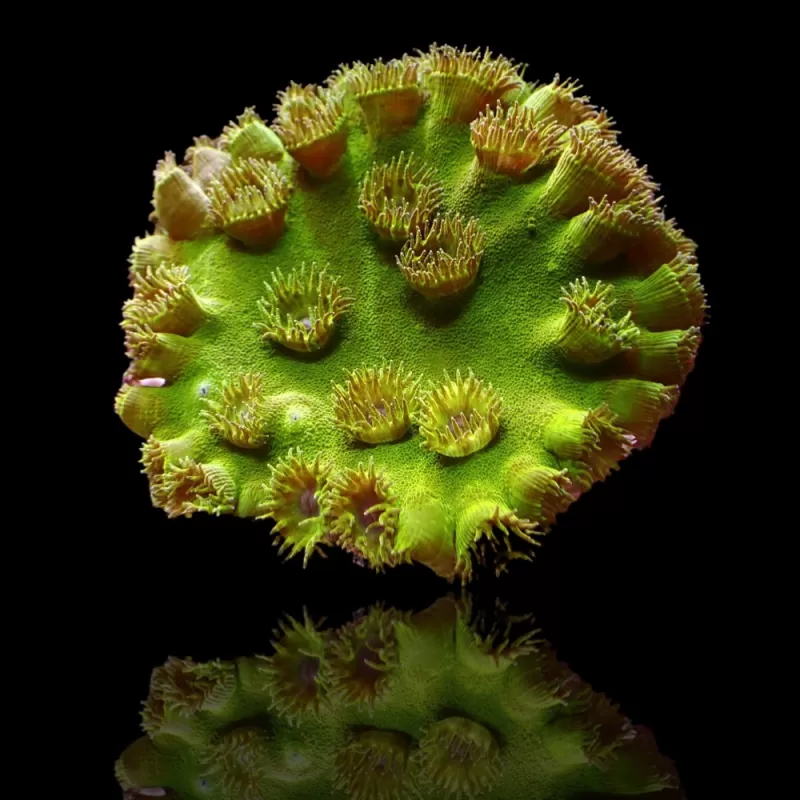 Kaufen Sie Turbinaria Peltata Große Polypen S-Größe | Coralandfishstore.nl