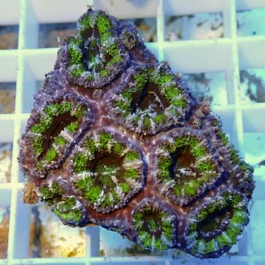 Acanthastrea B grade XL 10 15 cm