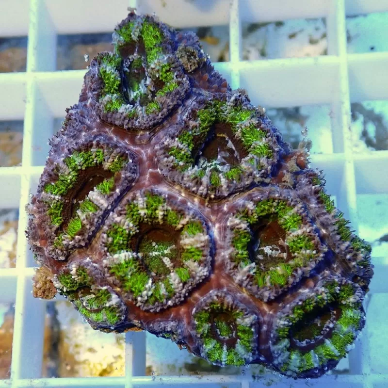 Acanthastrea B grade XL 10 15 cm