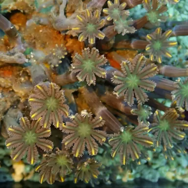 Clavularia sp Vietnam (L)