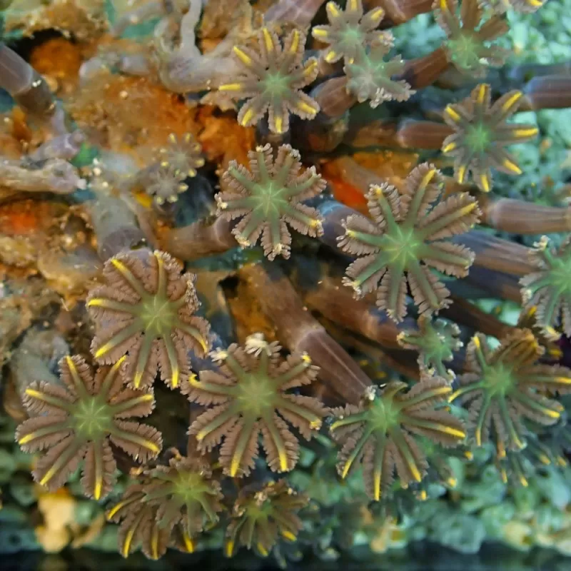 Clavularia sp Vietnam (L)