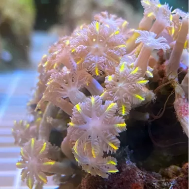 Clavularia sp Vietnam (L)