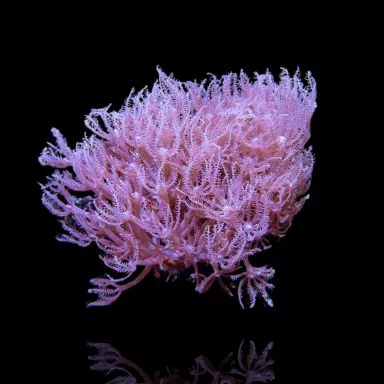 Anthelia sp Tiny Frag