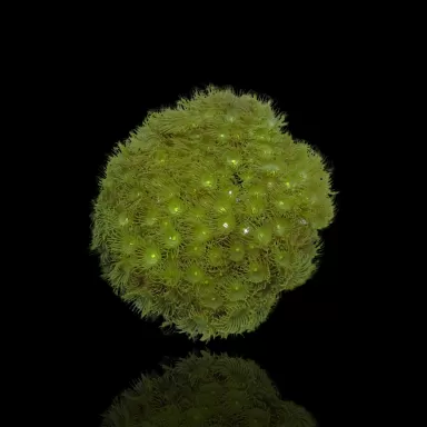 Parazoanthus spp. Tiny Frag