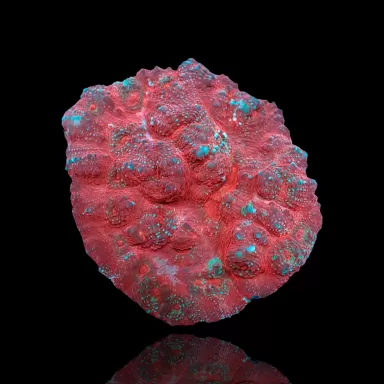 Echinopora Sp Multicolors L-Size bestellen? l Coralandfishstore.nl