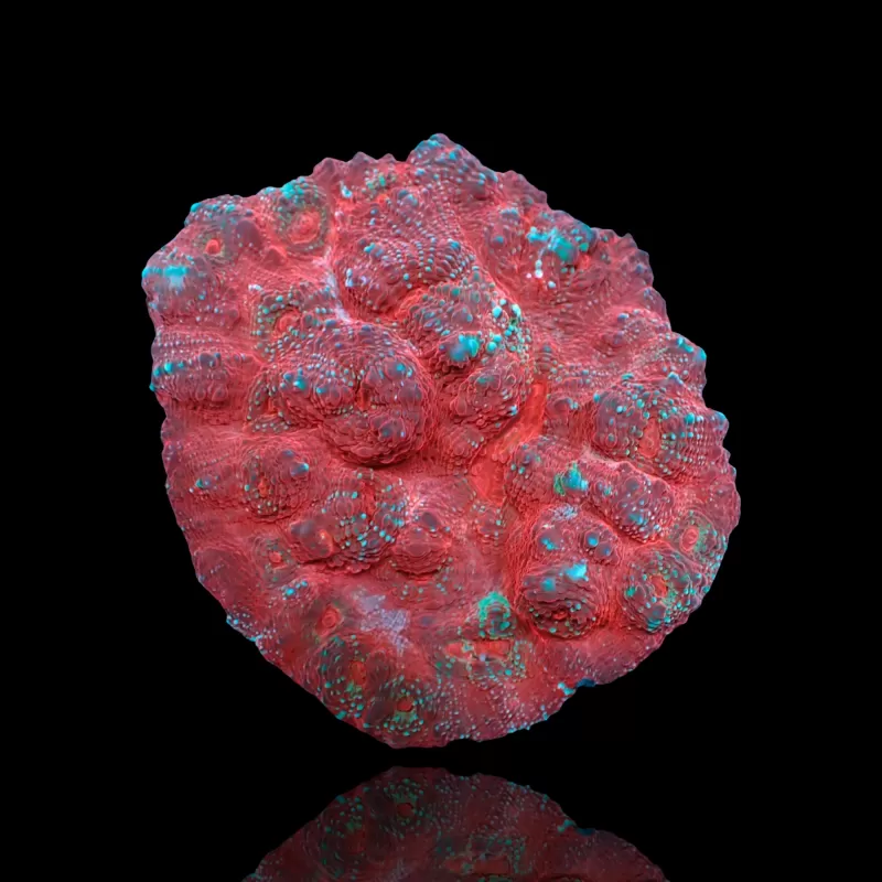 Echinopora Sp Multicolors L-Size bestellen ? l Coralandfishstore.nl