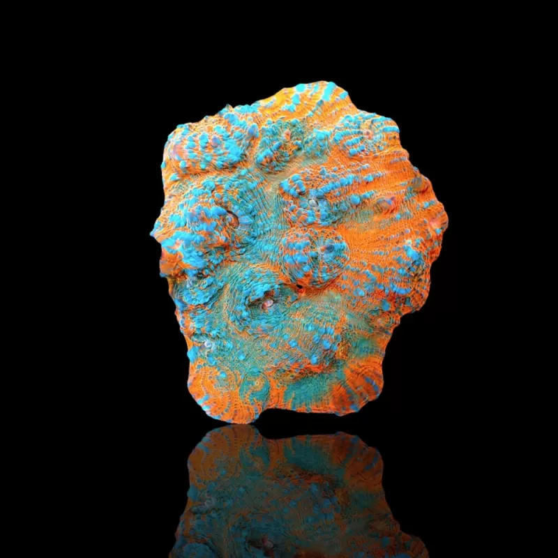 Echinopora Sp Multicolors L-Size bestellen? l Coralandfishstore.nl