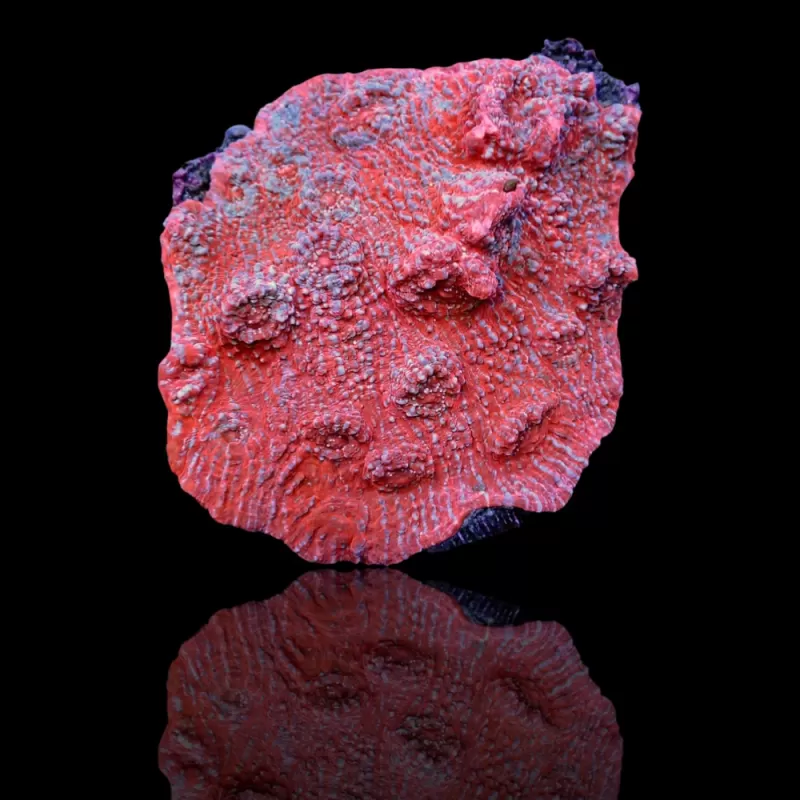 Echinopora Sp Multicolors L-Size bestellen? l Coralandfishstore.nl