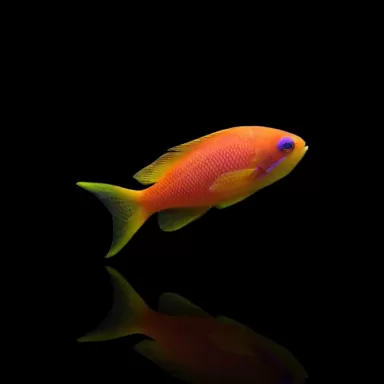 Pseudanthias Squamipinnis | Coralandfishstore.nl