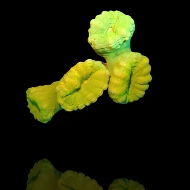 Kaulastrea sp. Ultra Green bestellen? l Coralandfishstore.nl